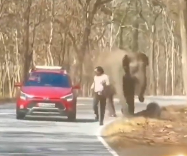 Person escaped from an elephant in a close call at Bandipur Wayanad National Highway 