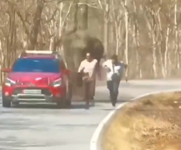 Person escaped from an elephant in a close call at Bandipur Wayanad National Highway 