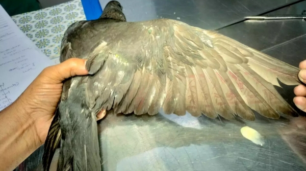 Pigeon released after 8 month of arrest when accused of spying for China 