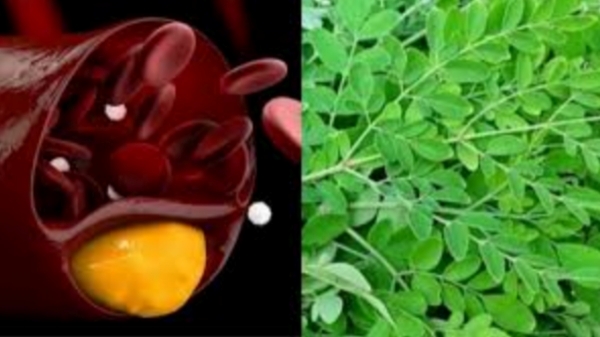 Amazing Health uses Boonthi Kottai to stop the Hair fall and Do you know what are the Best Oil for Hair Growth Amazing Health uses Boonthi Kottai to stop the Hair fall and Do you know what are the Best Oil for Hair Growth