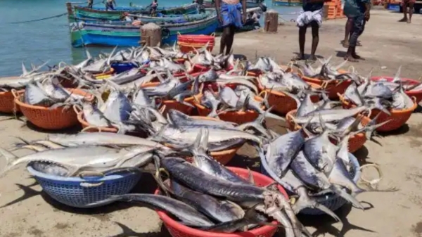 Glad news in Rameswaram and Ramanathapuram Pamban Fisherman are very Happy for Katta Queen Fish