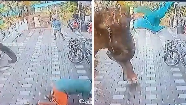 Kerala Wayanad video and what happened to the radio collared makhna elephant this morning