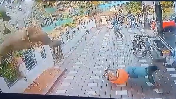 Kerala Wayanad video and what happened to the radio collared makhna elephant this morning