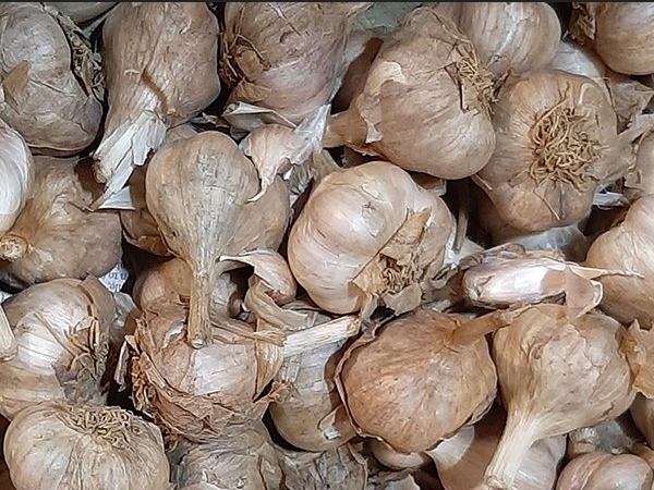 Surprise for farmers and what are the Special things of Kodaikanal Hill garlic alice Malaipoondu Surprise for farmers and what are the Special things of Kodaikanal Hill garlic alice Malaipoondu