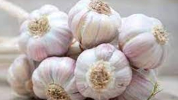 Erode Big news and do you know 1 kg garlic price increased rs500, what are the Main reasons Erode Big news and do you know 1 kg garlic price increased rs500, what are the Main reasons