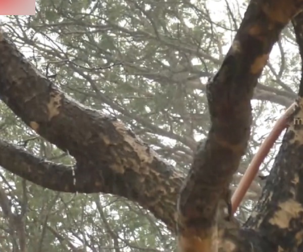 Fact check about the video of a farmer making natural rain through the zodiac and stars 