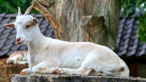 BJP Leaders Pet Goat stolen and sold as mutton Two Arrested 