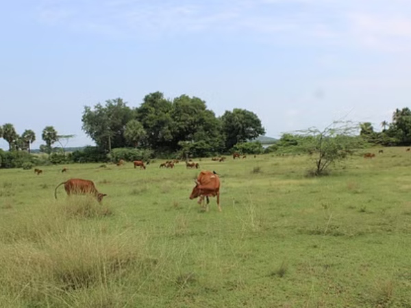 Chennai HC gives permission to use wastelands for peoples welfare schemes 