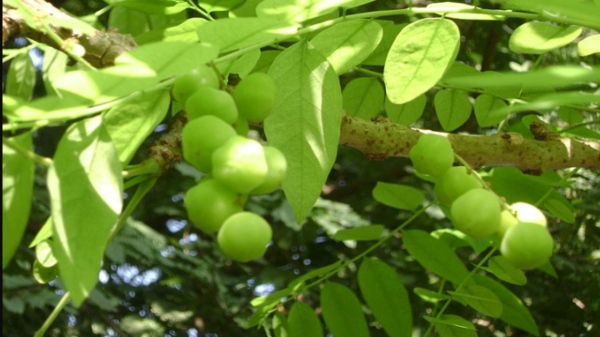 Do you know Amazing Health Uses of Gooseberry Leaves and Nellikkai Amla Leaf is the Super Medicinal Benefits