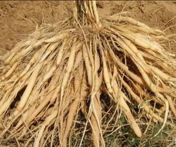 Do you know the Excellent Health Benefits of Thaneer Vittan Kizhangu and thanneervittan Kilangu is the Best Medicine for Women