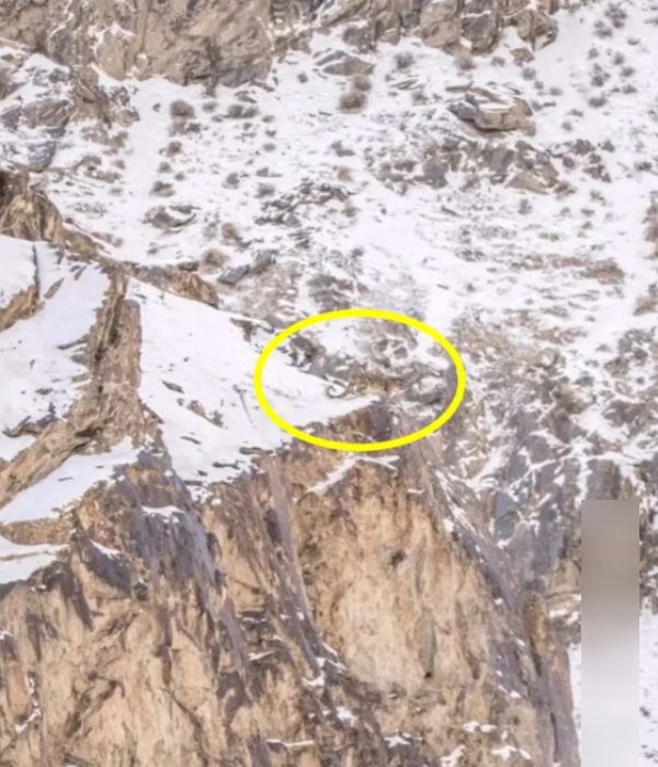 Optical Illusion : Can you spot the snow leopard? 