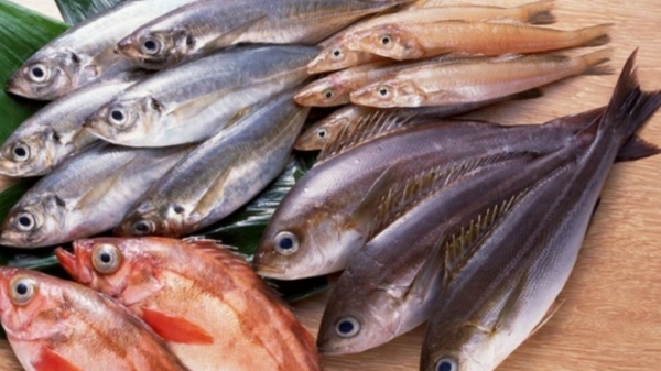 Do you know the Excellent medicinal Uses Fish and what are 5 Major things to look for when buying Fresh fish 
