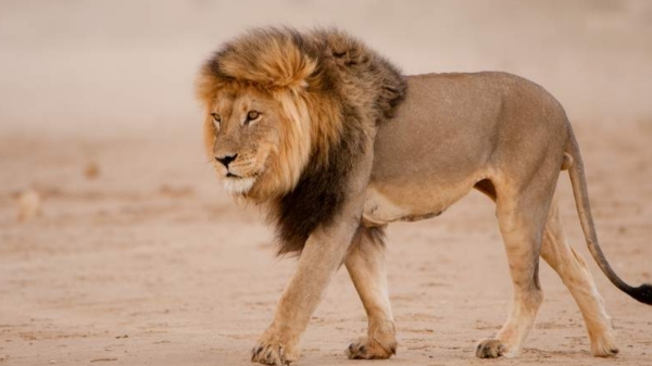 Lion kills 34 year old man who entered enclosure for taking selfie in Tirupati zoo in Andhra Pradesh 