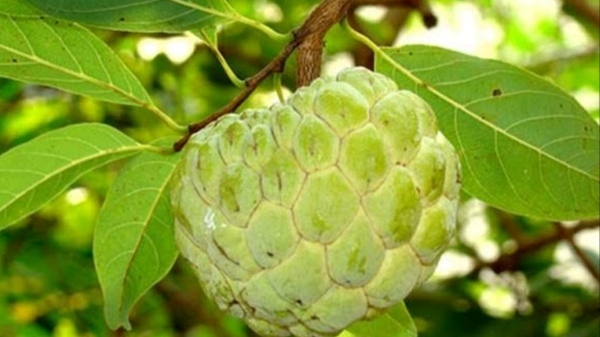Do you know the Amazing Benefits of Custard apple Leaves and Custard apple Fruit is the Best for Diabetics Do you know the Amazing Benefits of Custard apple Leaves and Custard apple Fruit is the Best for Diabetics