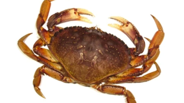 Super Medicinal Uses of Crab and Do you know 15 Health Benefits of Crab meat, Amazing Powerful Medicinal Food Super Medicinal Uses of Crab and Do you know 15 Health Benefits of Crab meat, Amazing Powerful Medicinal Food