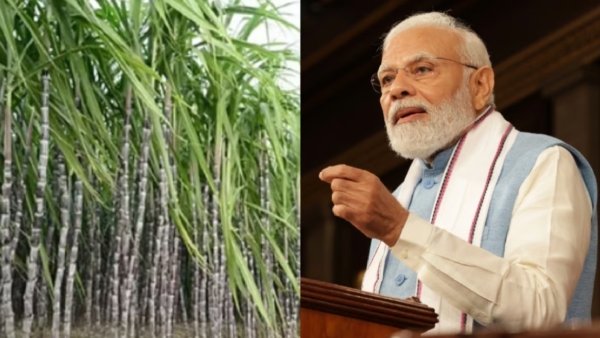 Cabinet approves hike in sugarcane FRP price to Rs 340 per quintal