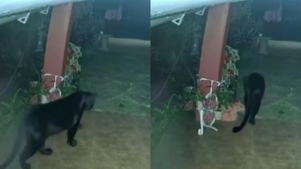 Coonoor Surprise Visit Black Panther and do you know who is the special guest in the Coonoor Nilgiri District