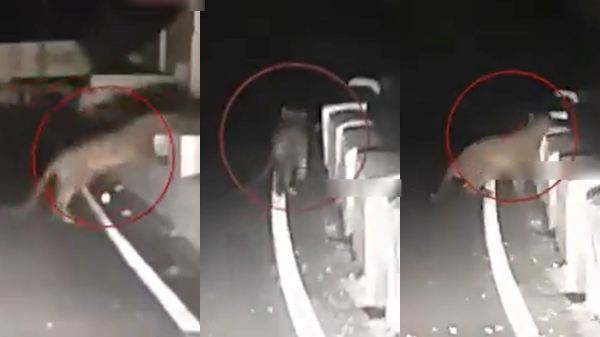 Again Leopard roaming on road Marudhamalai Murugan temple road 