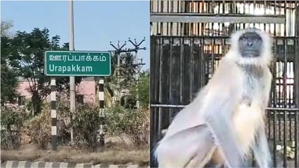 Where are the 2 Hanuman monkeys who escaped from Vandalur Zoo? 