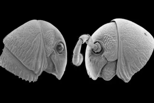  New Alien-faced species of millipede found in East African Tanzania 