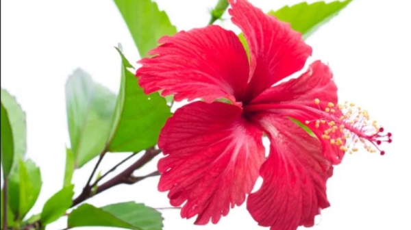 Do you know the Excellent Health Uses of Hibiscus Flower and Hibiscus Leaves are the Best for Heart functions