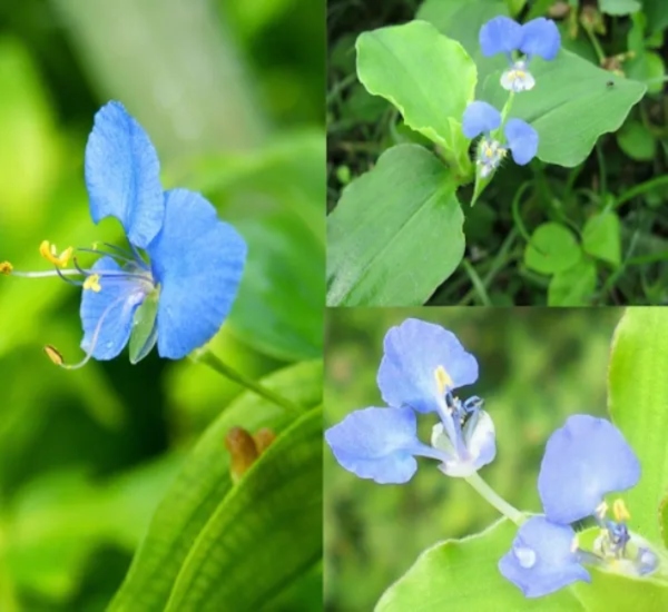 What are the Amazing health benefits in Kaana Vaazhai Leaves and kana vaazhai calf grass is the Best Medicine for men