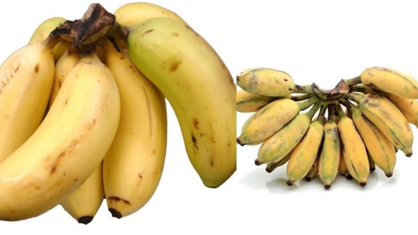 Fantastic Medicinal Uses of Rasthali and Red Karpooravalli Banana is the Best remedy for Constipation Fantastic Medicinal Uses of Rasthali and Red Karpooravalli Banana is the Best remedy for Constipation