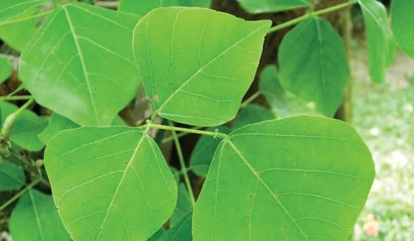 Do you know the Fantastic health benefits of Kalyana Murungai and what are the Super uses of Indian coral tree