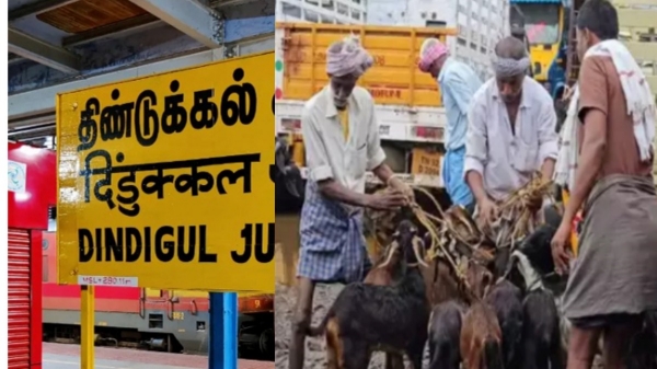 Happy News for Dindigul Farmers and Dindigul District ayyalur goat market sales very high Happy News for Dindigul Farmers and Dindigul District ayyalur goat market sales very high
