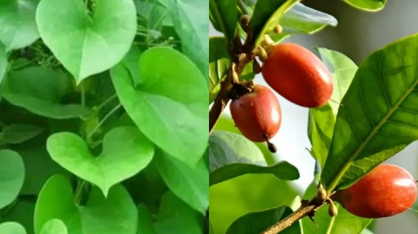 Fantastic Uses of Amirthavalli Leaf and what are the 4 Best Ayurvedic herbs for Diabetic Sugar patients