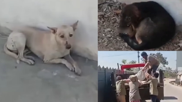 20 street dogs and telangana Mans revenge for Killing his pet dog What happened in Mahabubnagar 20 street dogs and telangana Mans revenge for Killing his pet dog What happened in Mahabubnagar