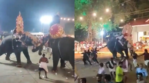 Two elephants engage in violent fight in temple function at Kerala Several injured