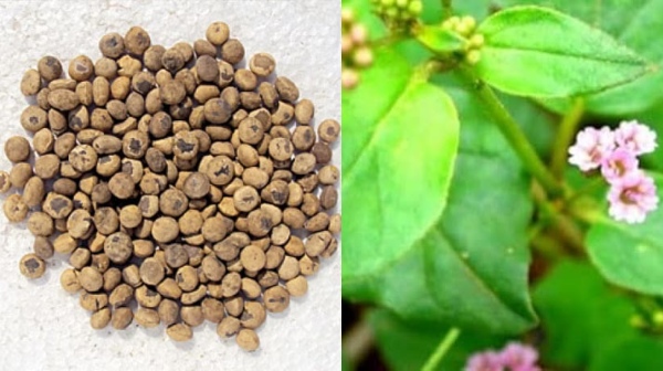 Amazing Medicinal Uses of Thetrankottai and What are the Best tips urine infection treatment including Thetran Kottai Powder