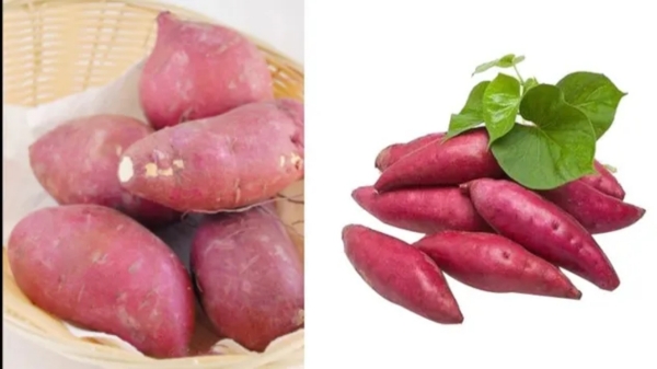 Do you know the Super Health Benefits of Sweet Potato and sweet potato is the Fantastic Food for children