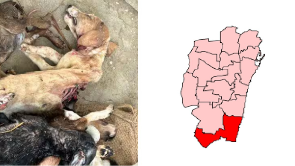 What is happening in Chennai Velachery Bluegrass Organisation and Are proper treatments available for dogs and cats