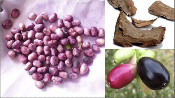 Excellent Uses of Jamun Barks and and Do you know How to prepare Super Health Effects of Dried Naval Pattai Powder Excellent Uses of Jamun Barks and and Do you know How to prepare Super Health Effects of Dried Naval Pattai Powder