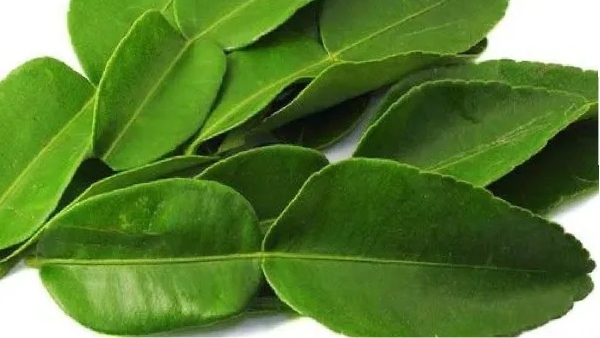 Super Narthangai Leaf Rasam and Do you know the Amazing Health Benefits of Narthangai Leaves Gravy Super Narthangai Leaf Rasam and Do you know the Amazing Health Benefits of Narthangai Leaves Gravy