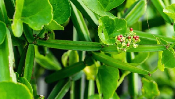 Do you know the Amazing Benefits of Pirandai and Pirandai Salt is the Best for medicine Weight Loss Do you know the Amazing Benefits of Pirandai and Pirandai Salt is the Best for medicine Weight Loss