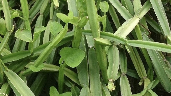 Do you know the Amazing Benefits of Pirandai and Pirandai Salt is the Best for medicine Weight Loss Do you know the Amazing Benefits of Pirandai and Pirandai Salt is the Best for medicine Weight Loss