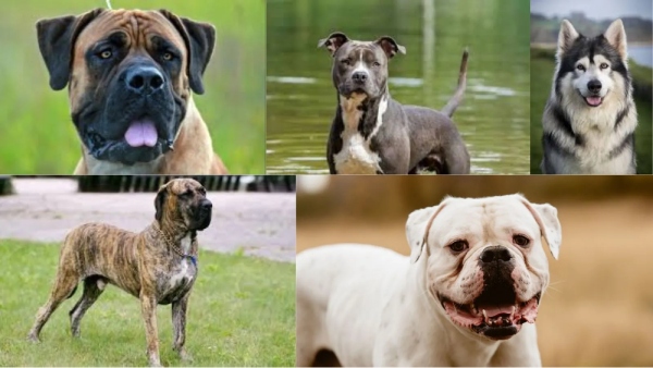 List of 23 Foreign Dogs Banned for Breeding in India
