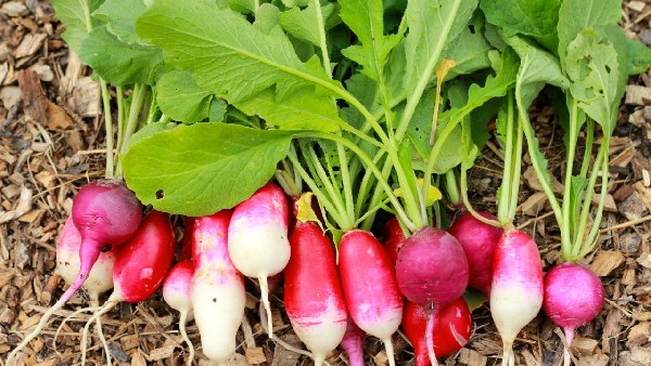 Do you know the Super Benefits of Radish Leaf and Radish leaves are the Best Medicinal Herbal for Kidneys Do you know the Super Benefits of Radish Leaf and Radish leaves are the Best Medicinal Herbal for Kidneys