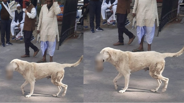 stray dog carried a man s severed arm and ran away in Lucknow