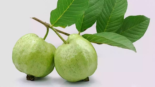 Do you know Amazing Health Benefits of Guava Leaves and How to prepare Guava Chutney for Diabetics