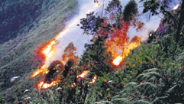 Kodaikanal forest is seen in a state of loss of weeds due to forest fire burning trees and plants