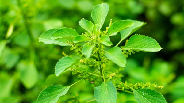 Amazing Medicinal Uses of Kuppaimeni Leaf and Super Health Benefits of Kuppaimeni Leaves Kuppaimeni Roots