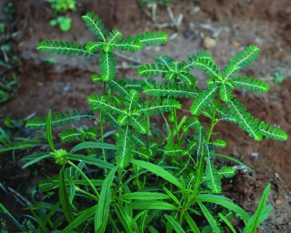 Amazing Health Benefits of Keezhanelli Keerai and Can woman take Keelanelli phyllanthus niruri during menstruation