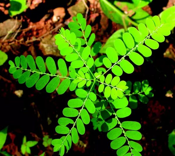 Amazing Health Benefits of Keezhanelli Keerai and Can woman take Keelanelli phyllanthus niruri during menstruation