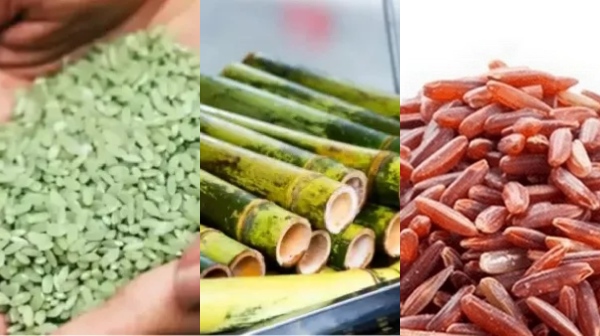 Amazing Medicinal Uses of Bamboo Rice and Do you know what are the Best 4 Healthy way to weight Loss Amazing Medicinal Uses of Bamboo Rice and Do you know what are the Best 4 Healthy way to weight Loss