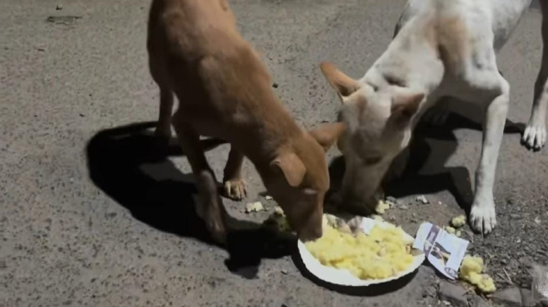 actress Mahalakshmi s birthday is placed on the dog s food plate