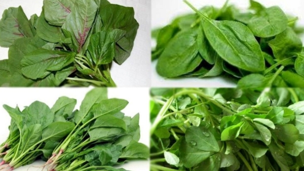 Do you know the Super Health Uses of Drumstick Leaves and Why you Should not eat Spinach in Excess